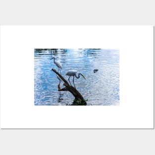 Great white egret and a Snowy egret Posters and Art